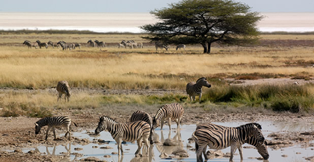 Africa