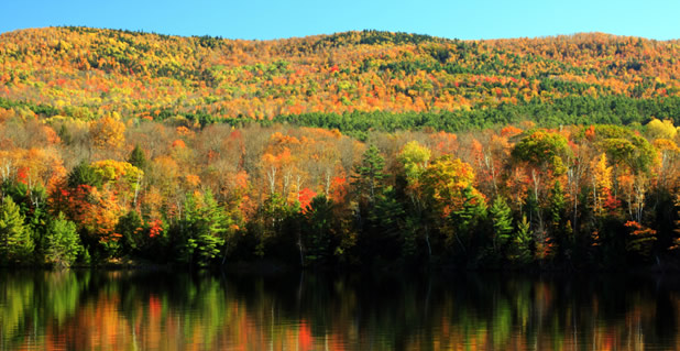 Fall Foliage