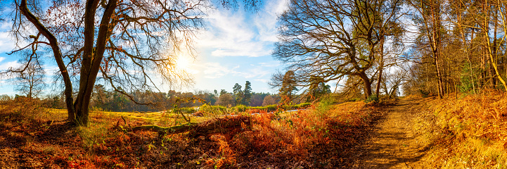 Fall Foliage Season