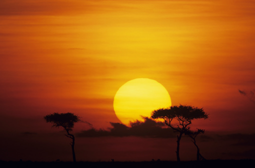 What You'll See on a Kenya Safari