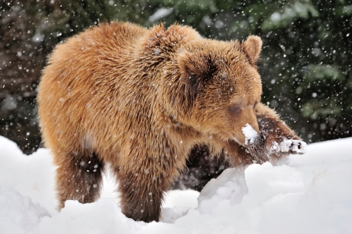 Bears of Alaska