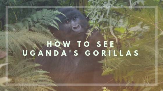 How to See Uganda’s Gorillas