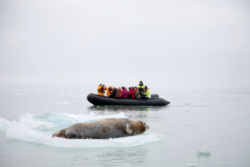 The Wildlife Of Antarctica