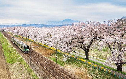 Seven Stars - Luxury Train Japan