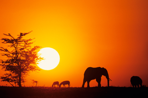 Tauck World Discovery Partners with BBC Earth
