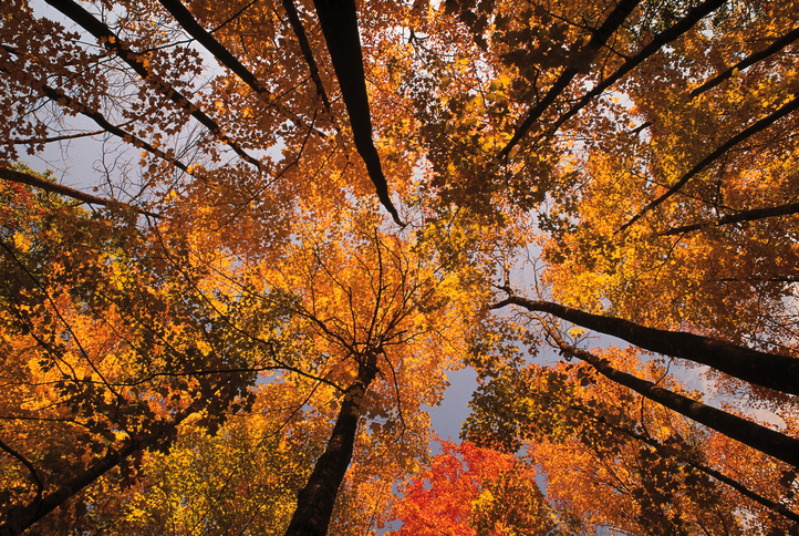 Best Time To Book A 2017 Fall Foliage Tour