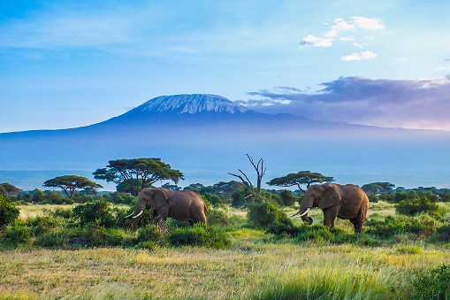 Comparing the Safaris of East and South Africa