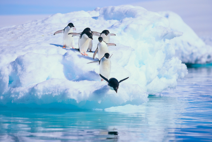 Antarctica Cruise Misconceptions