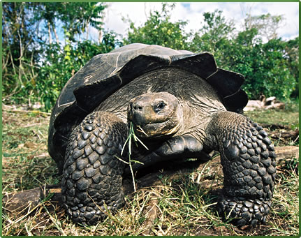 Deep Discoveries with National Geographic