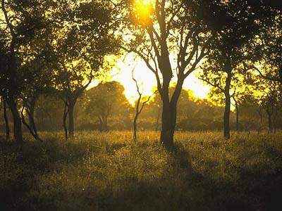 The Incredible Biodiversity of Africa