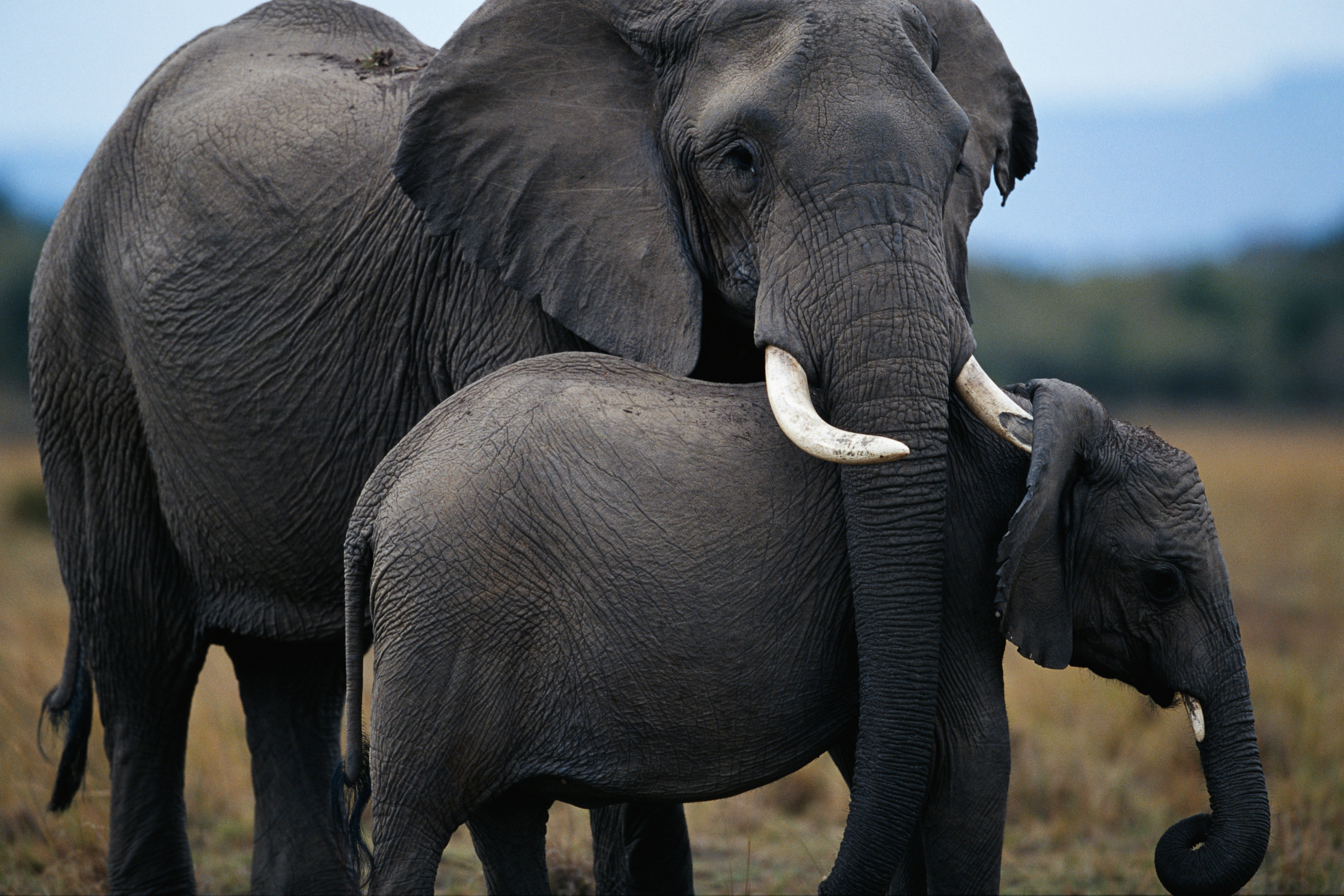 Elephant Welfare In Tourism