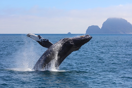 Wildlife Viewing in Alaska