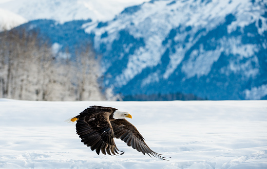 Best Time to See Wildlife in Alaska
