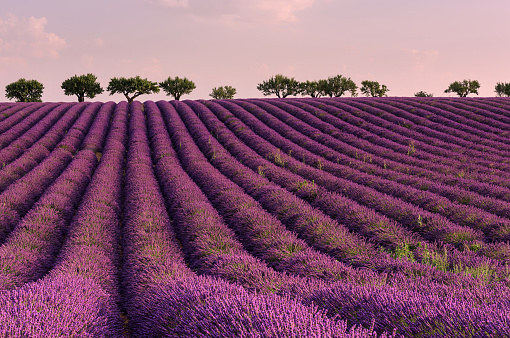 Tour Provence with Travel Leisure Editor Luke Barr