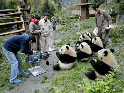 Places to see Giant Pandas in China