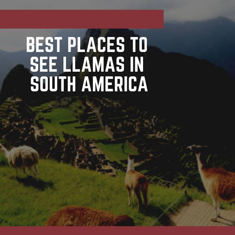 Best Places to See Llamas in South America