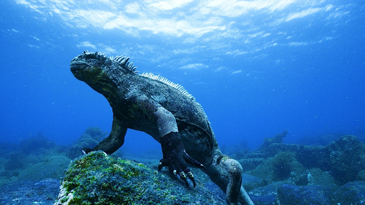 The Galapagos with Lindblad Expeditions