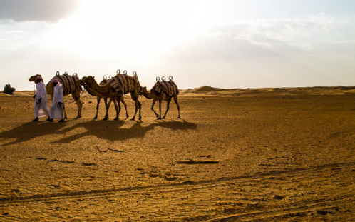 Dubai Camel Rides