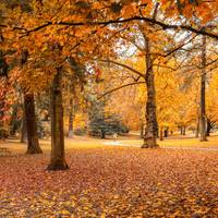 Oregon Fall Foliage Tours 2026 & 2027 | Scenic Pacific Northwest