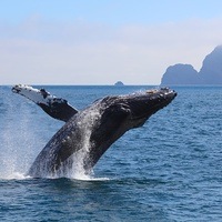 Top Alaska Cruise Tours 2026 & 2027 | Expert-Guided Packages