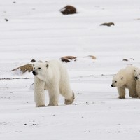 Polar Bear Tours 2026 & 2027 | Churchill Wildlife Adventures