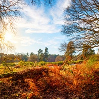 Insight Fall Foliage Tours