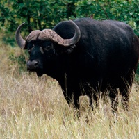 Kruger National Park Safaris 2026 & 2027 | Expert Africa Tours