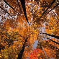 Cosmos Fall Foliage Tours | Cosmos Fall Foliage 2020 Tours