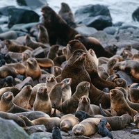 First Class Alaska Tours 2026 & 2027 | Expert-Guided Adventures
