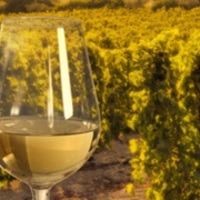 Top Italy Food & Wine Tours 2026–2027 | Cooking Vacations